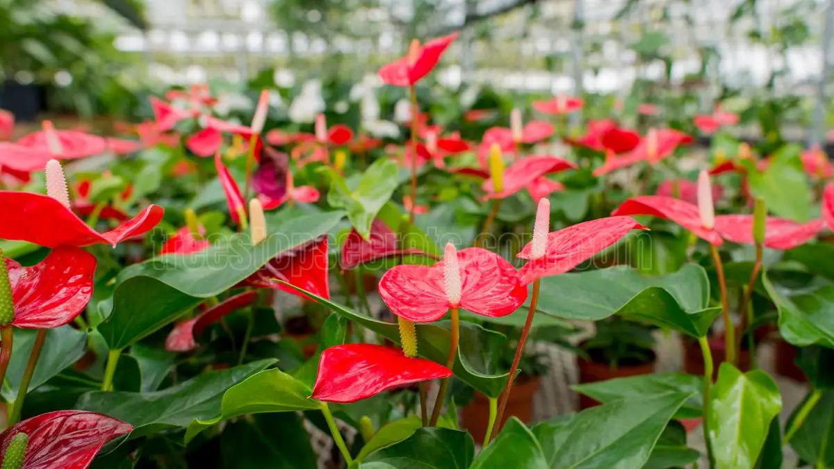 Anthurium Plant Care: Essential Tips for Growing and Maintaining Your Anthurium