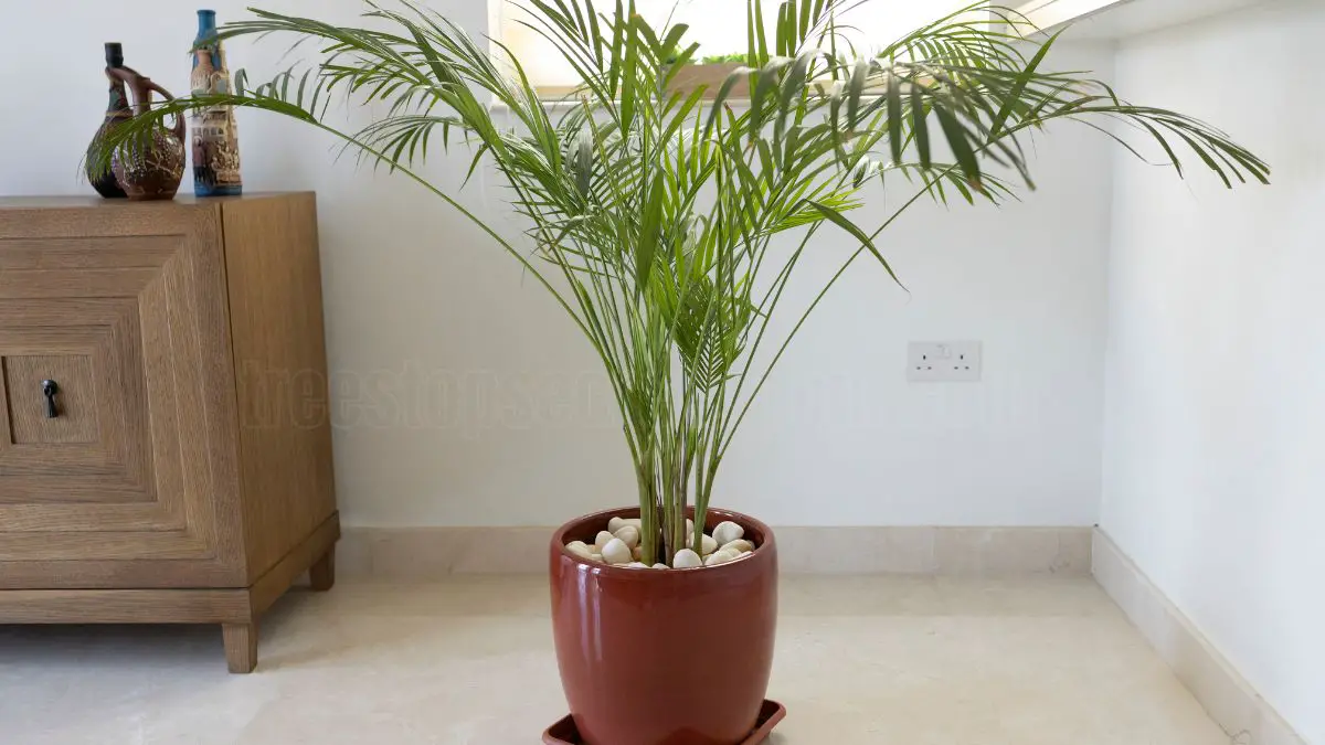 Benefits Of Indoor Palm Plants: Care Tips And Types To Consider 1 Benefits of Indoor Palm Plants