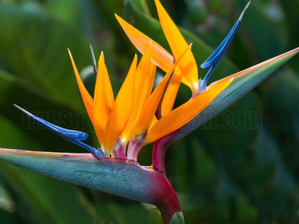 How to Care for Indoor Bird of Paradise Plants