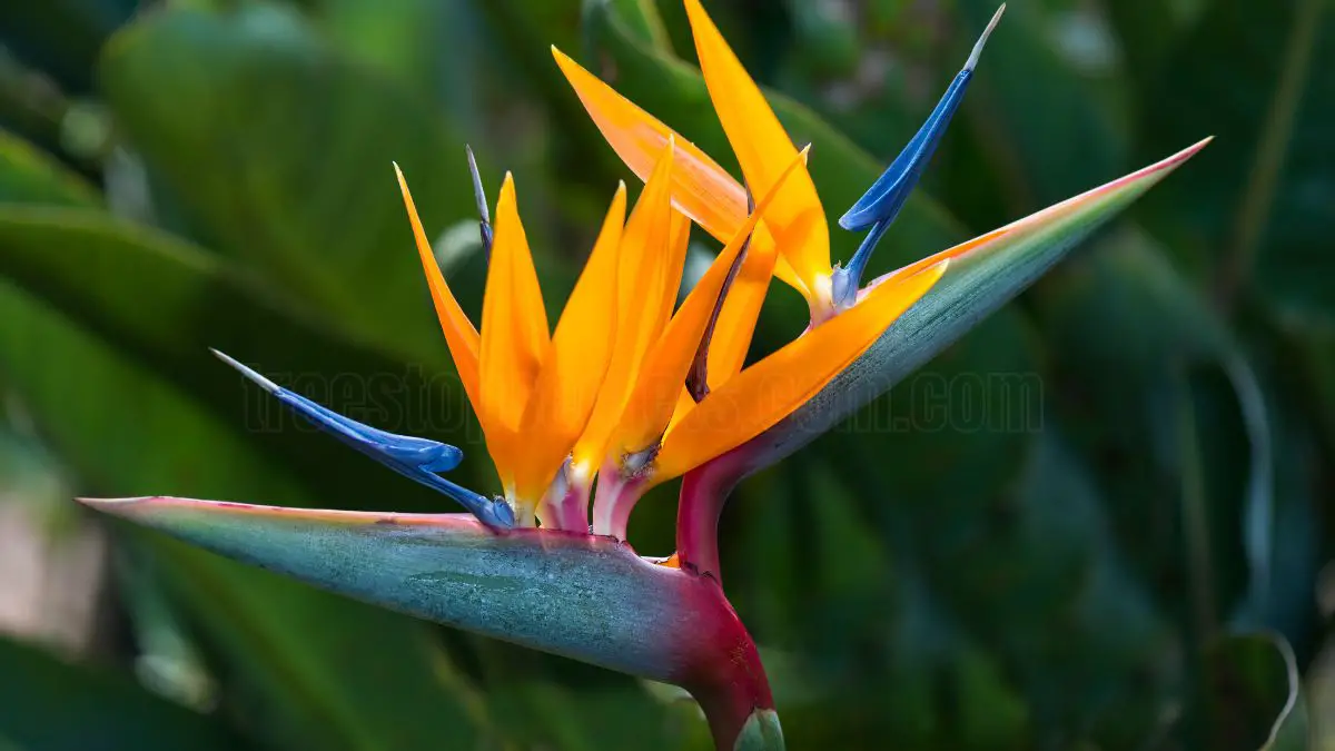 How to Care for Indoor Bird of Paradise Plants