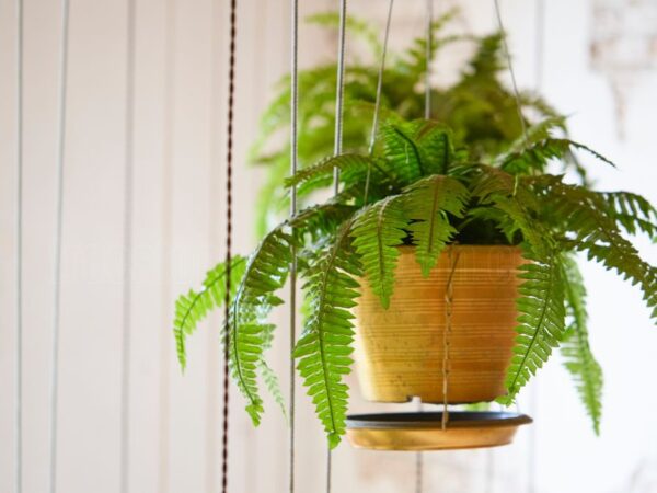 Boston Fern Care: Essential Tips for Thriving Indoor Ferns