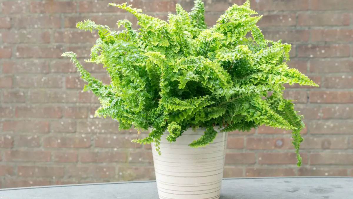 Boston Fern Care: Essential Tips for Thriving Indoor Ferns 1 Boston Fern Care Guidelines