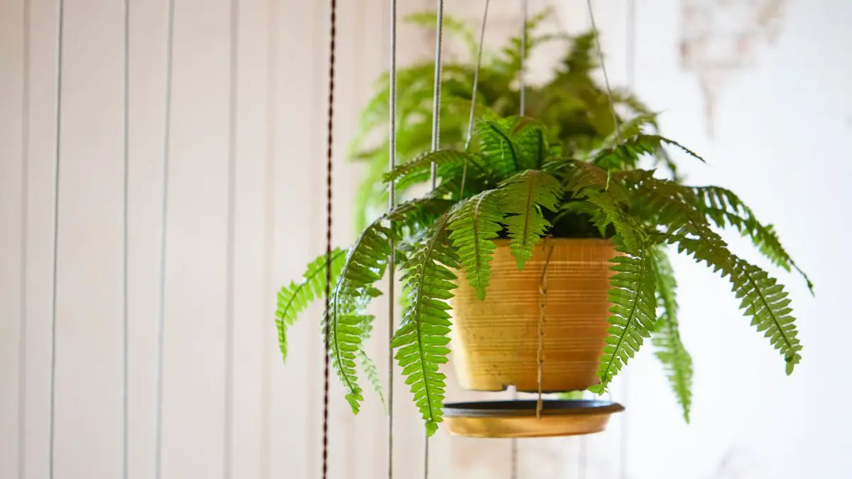 Boston Fern Care: Essential Tips for Thriving Indoor Ferns