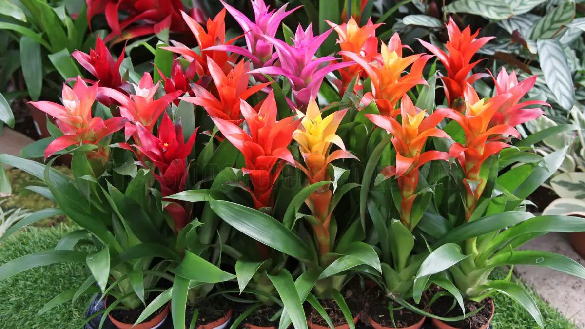 Indoor Guzmania Care: Essential Tips for Thriving Bromeliads 1 Comprehensive Care for Indoor Guzmania