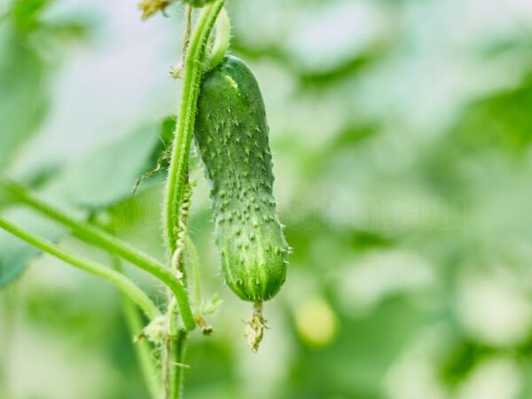 How to Maximize Your Cucumber Yield with Vertical Gardening Techniques