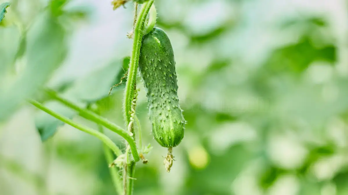 How to Maximize Your Cucumber Yield with Vertical Gardening Techniques