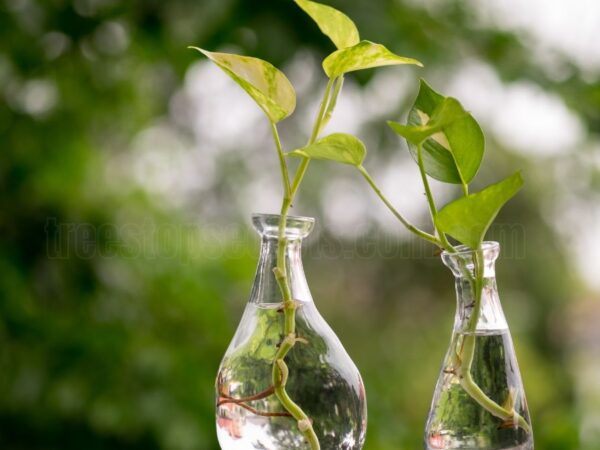 Devil's Ivy Care Tips for Indoor Growth
