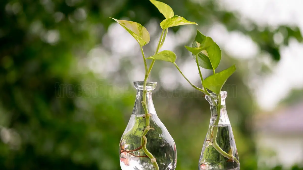 Devil's Ivy Care Tips for Indoor Growth