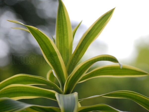 Dracaena Corn Plant Care: Complete Guide for Indoor Growth