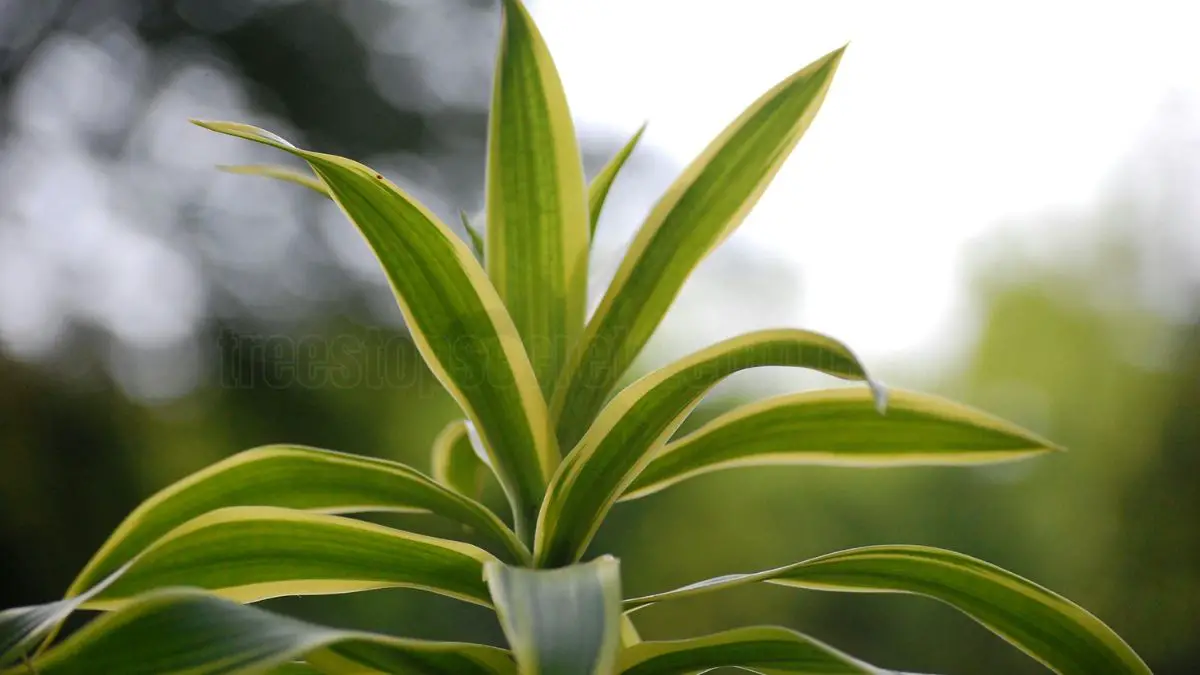 Dracaena Corn Plant Care: Complete Guide for Indoor Growth