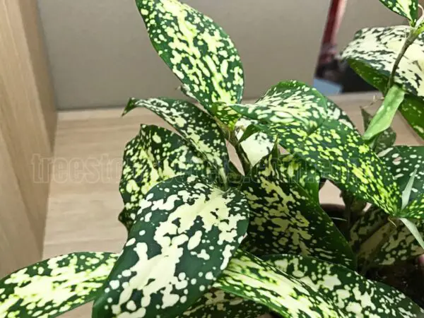 Dracaena Gold Dust | Care Tips & Common Issues – Easy