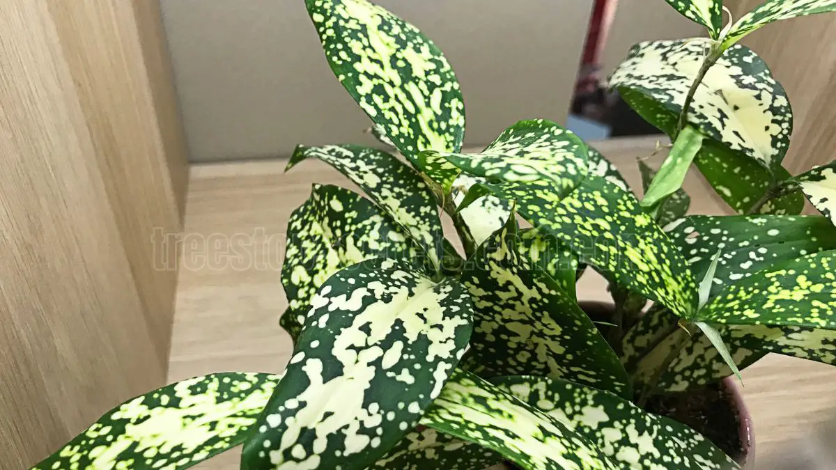 Dracaena Gold Dust | Care Tips & Common Issues – Easy