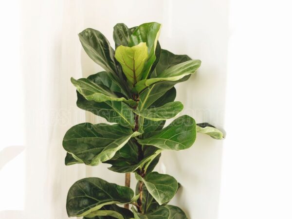 Fiddle Leaf Fig Benefits for Your Home