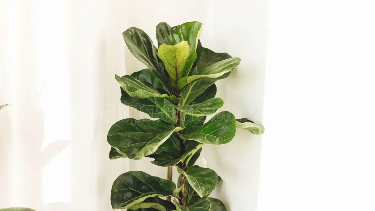 Fiddle Leaf Fig Benefits for Your Home