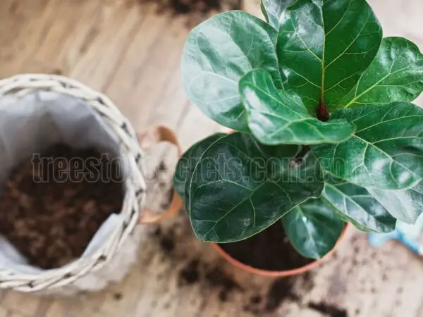 Fiddle Leaf Fig Soil Mix Recipe for Optimal Growth