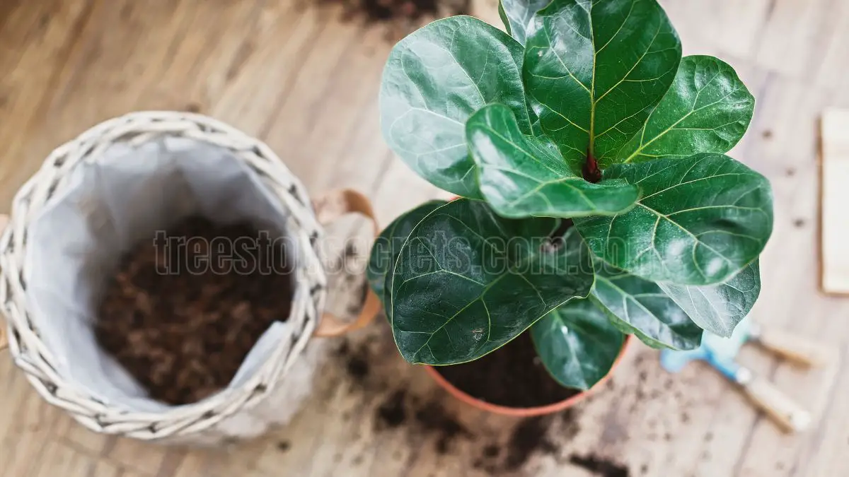 Fiddle Leaf Fig Soil Mix Recipe for Optimal Growth