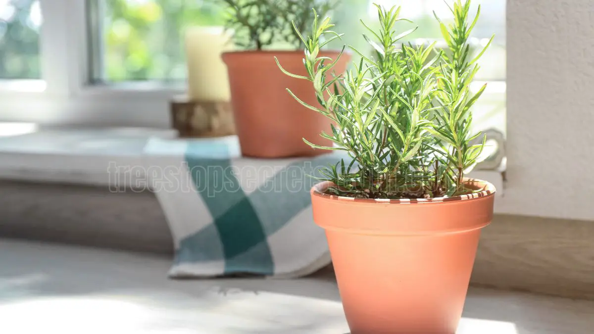 Growing Rosemary Indoors: Benefits, Care Tips, and Solutions
