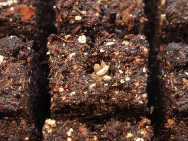 Homemade Seed Starting Mix: Easy Recipe for Thriving Seedlings