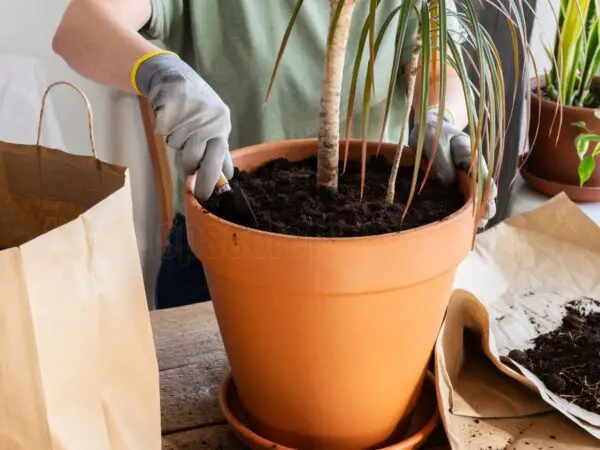 How to Care for Dracaena Fragrans Indoors