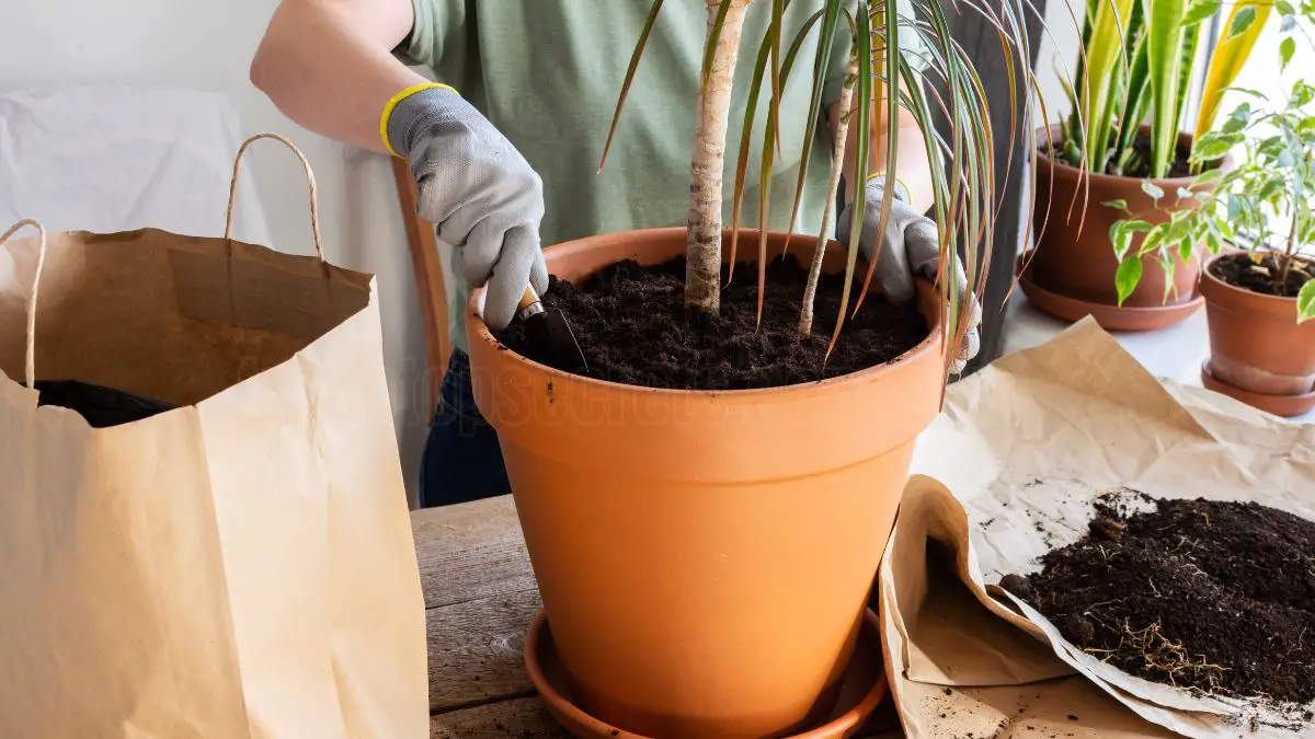 How to Care for Dracaena Fragrans Indoors