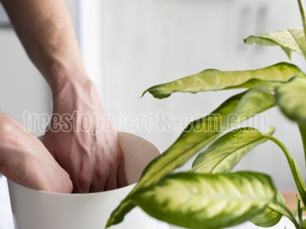 How to Care for Indoor Dieffenbachia Plants