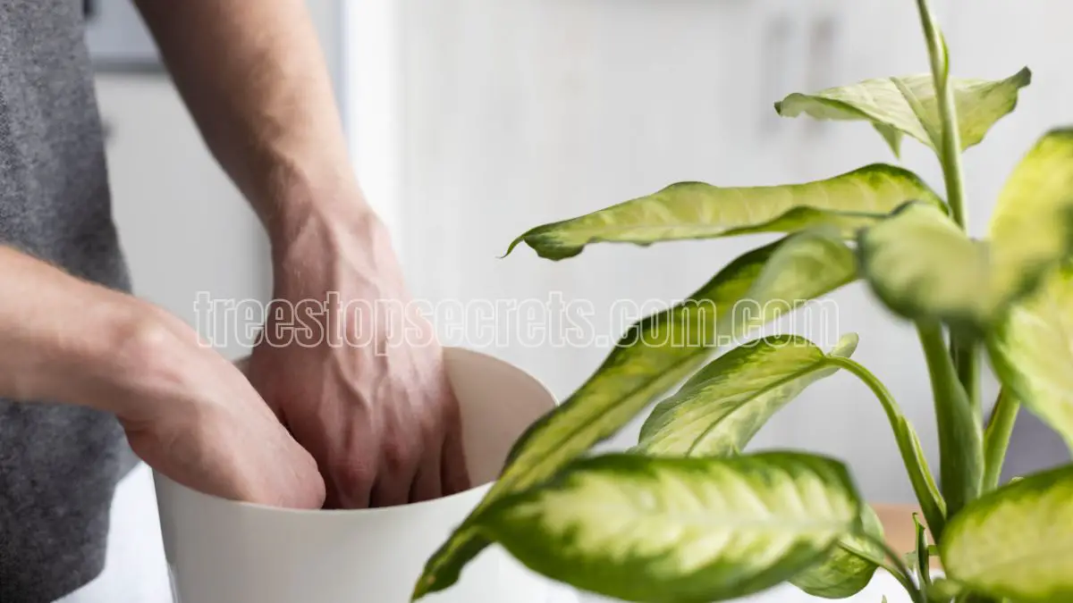 How to Care for Indoor Dieffenbachia Plants