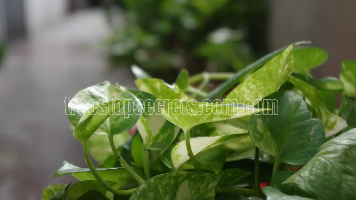 How to Care for Indoor Money Plants: Tips for California and Texas