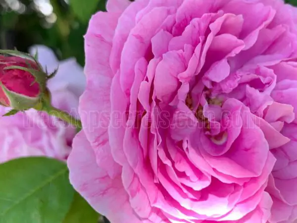 How to Care for Indoor Roses in the UK