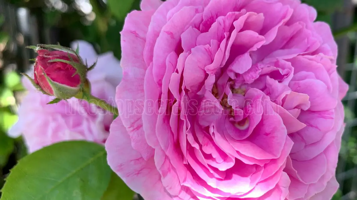 How to Care for Indoor Roses in the UK