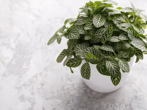 How to Care for Nerve Plant (Fittonia) - Complete Guide