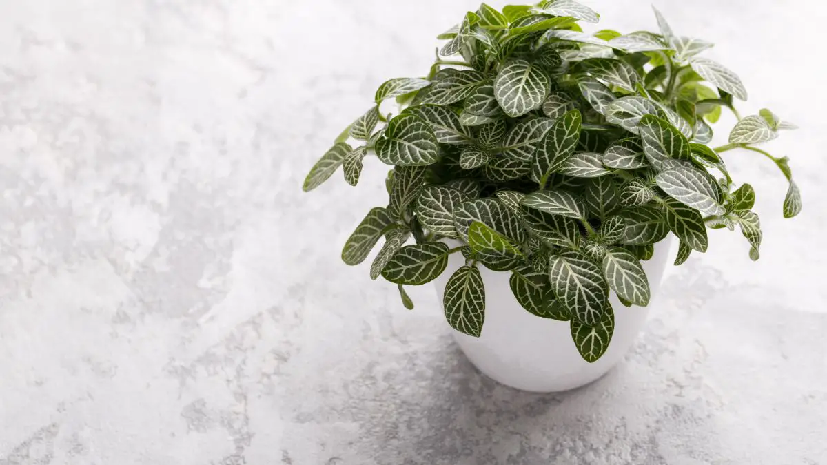 How to Care for Nerve Plant (Fittonia) - Complete Guide