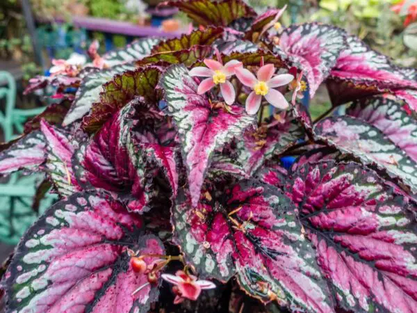 How to Care for Rex Begonias | A Complete Guide
