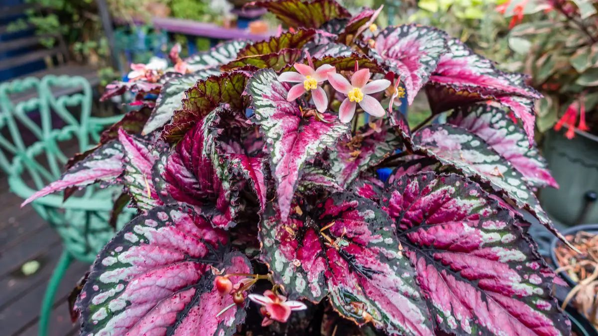 How to Care for Rex Begonias | A Complete Guide