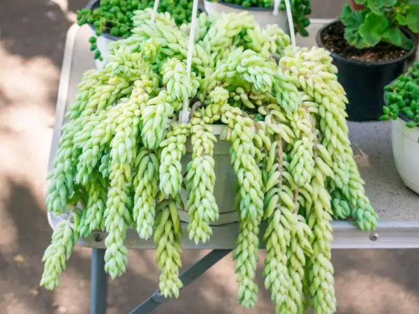 How to Care for Sedum Burrito Indoors: Complete Guide