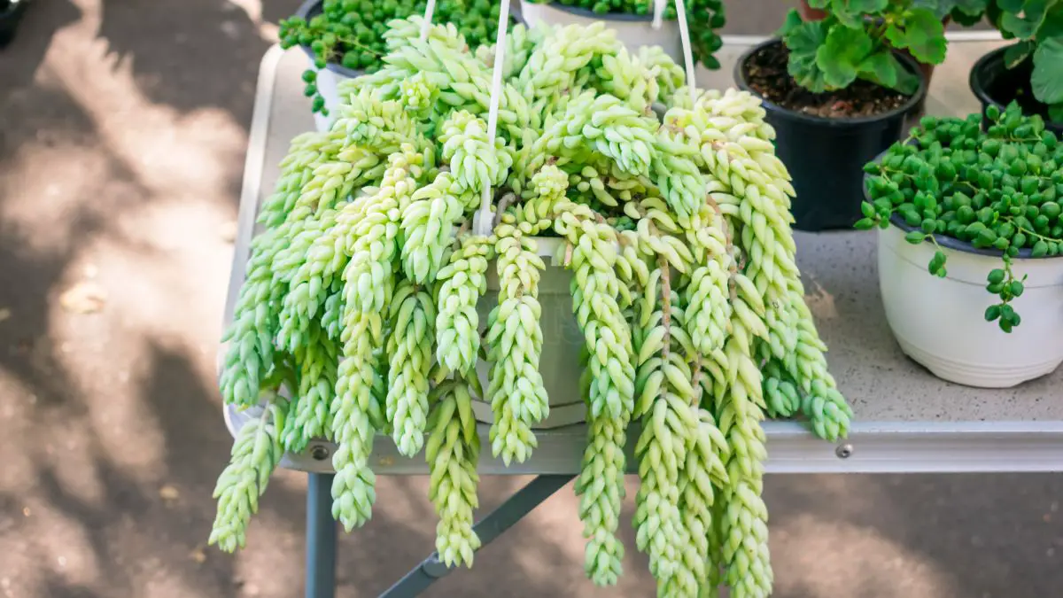 How to Care for Sedum Burrito Indoors: Complete Guide