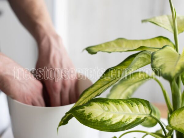 How to Care for Your Dieffenbachia Plant