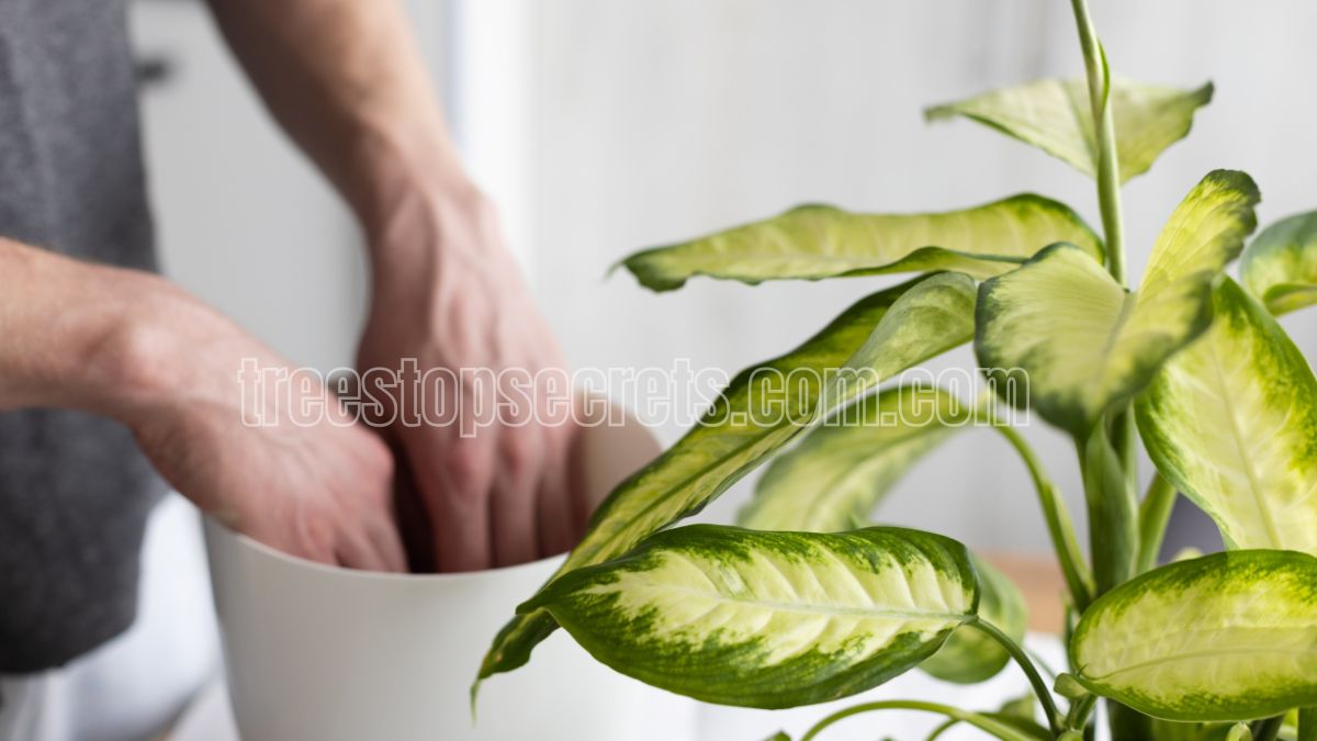 How to Care for Your Dieffenbachia Plant