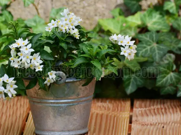 How to Care for Your Indoor Jasmine Plant for Optimal Growth