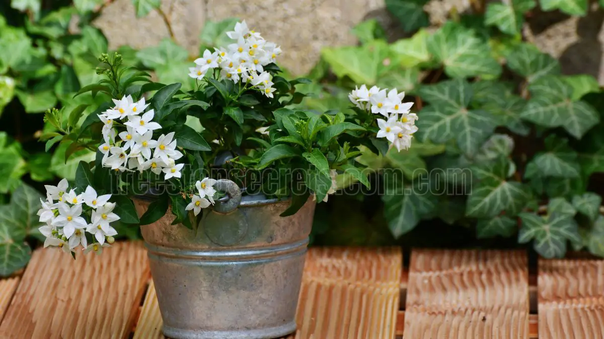 How to Care for Your Indoor Jasmine Plant for Optimal Growth
