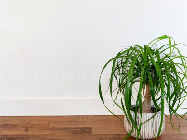 How to Care for Your Indoor Ponytail Palm