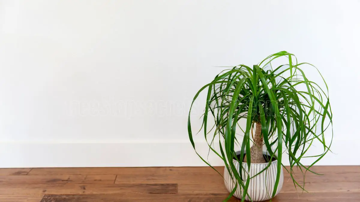 How to Care for Your Indoor Ponytail Palm