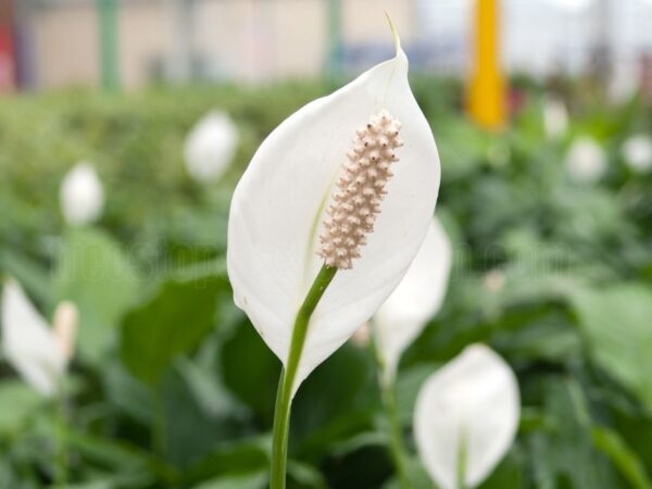 How to Care for Your Peace Lily Plant: Essential Guidelines and Tips