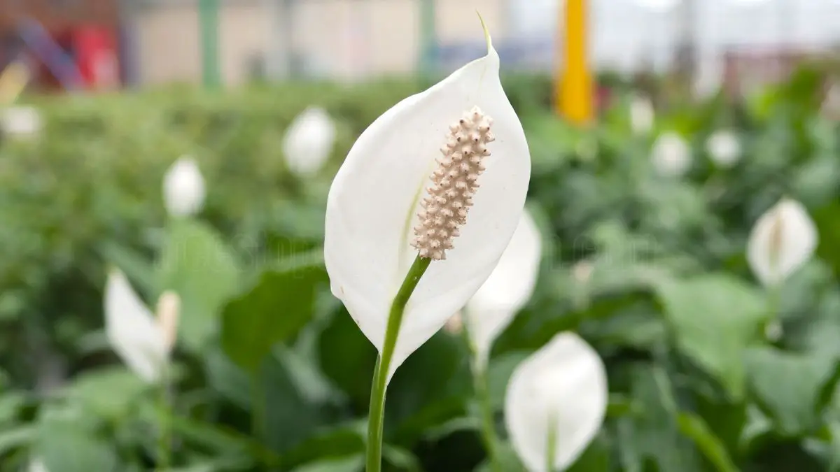How to Care for Your Peace Lily Plant: Essential Guidelines and Tips