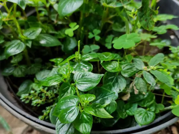 How to Care for Your Peperomia Plant: A Complete Guide