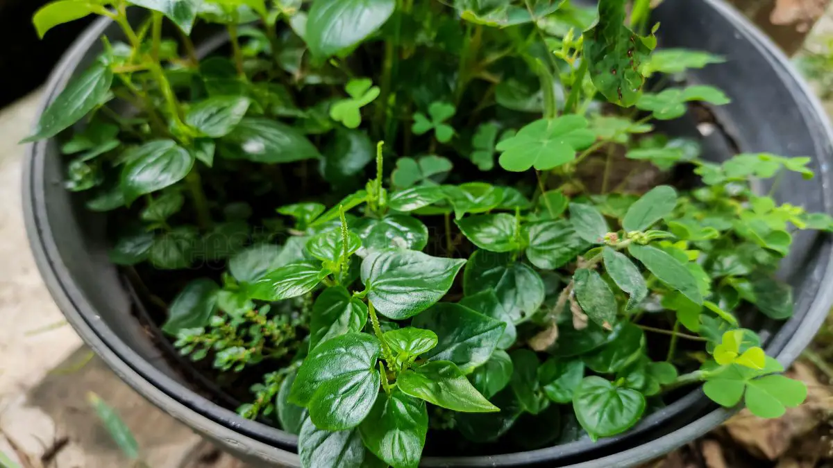 How to Care for Your Peperomia Plant: A Complete Guide