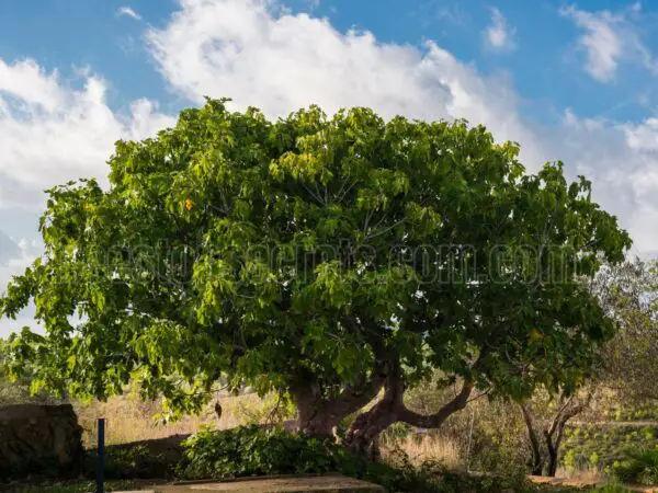 How to Care for a Fig Plant and Keep It Thriving