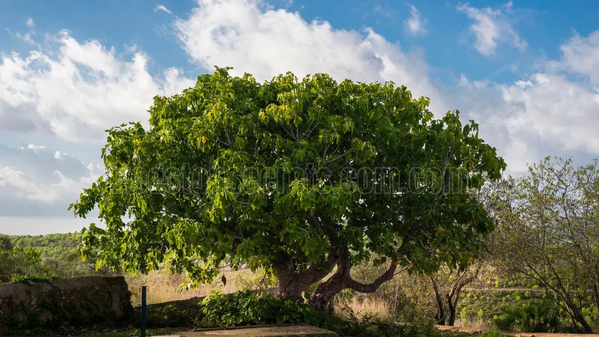 How to Care for a Fig Plant and Keep It Thriving