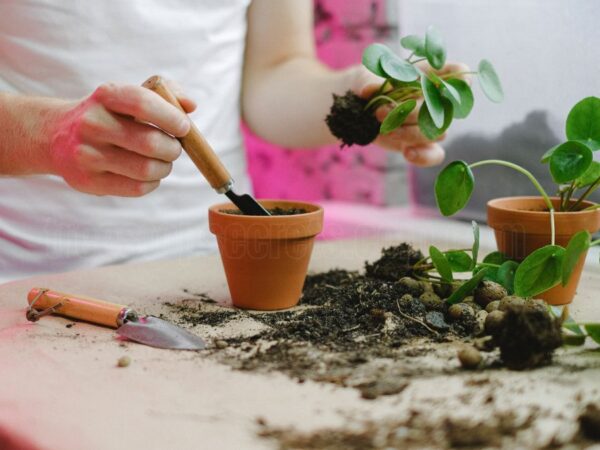 How to Create Your Own Potting Mix Recipe for Healthy Plants