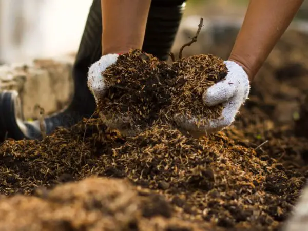 How to Create the Perfect Succulent Soil Mix: A Step-by-Step Guide