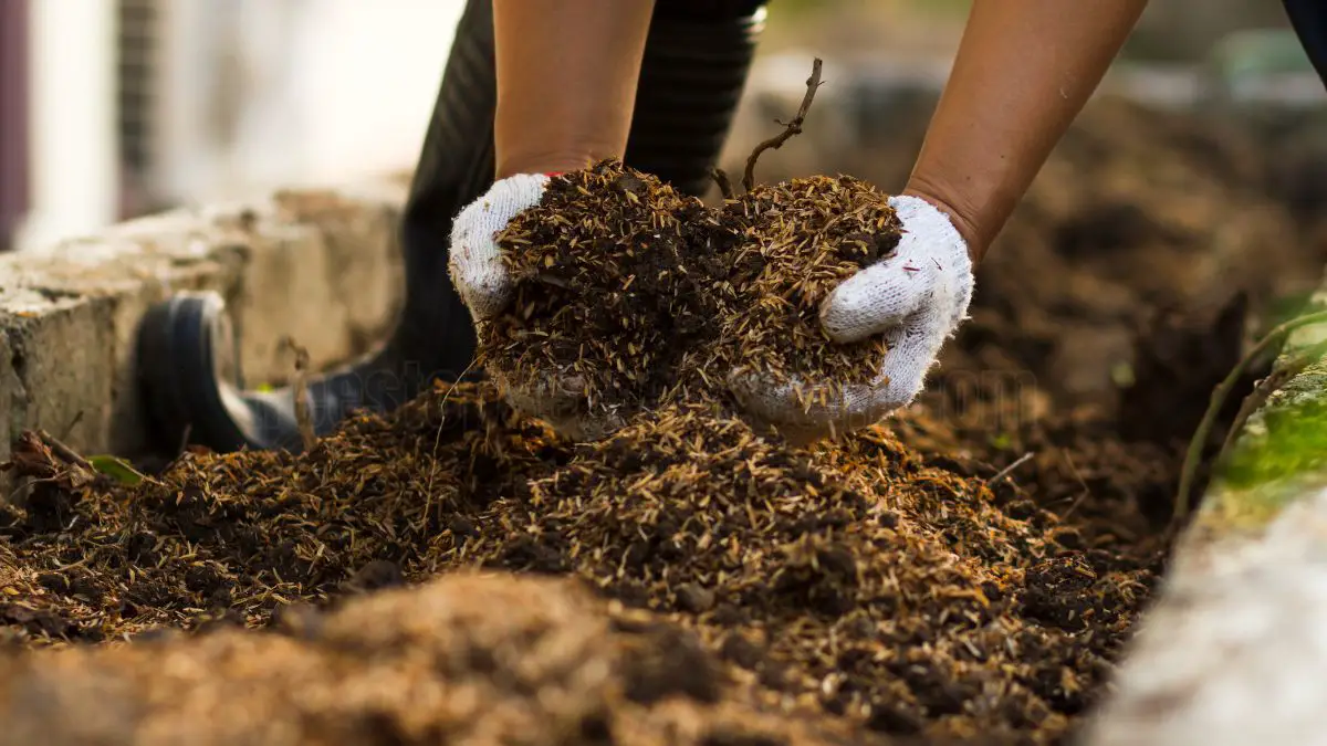 How to Create the Perfect Succulent Soil Mix: A Step-by-Step Guide